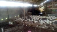 Pasokan Ayam di Sampit