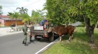 Patroli PPKM Bekuk Sapi Lepas