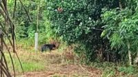 beruang masuk kampung