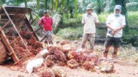 Persoalan terkait perkebunan kelapa sawit di Kabupaten Kotawaringin Timur (Kotim) seolah tak ada habisnya