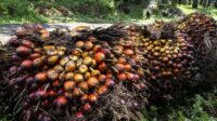 perkebunan kelapa sawit,perkebunan rambah hutan negara