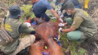 Orangutan Mengamuk Saat Dilepasliarkan