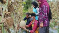 kelurahan pasir putih,melon,Dengan lahan seadanya petani muda milenial Kelurahan Pasir Putih Kecamatan Mentawa Baru Ketapang