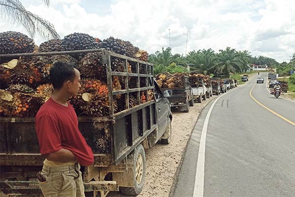 Antrean kendaraan pengangkut kelapa sawit