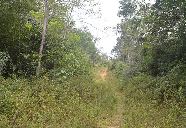 Jalan tembus sebelas desa di Kecamatan Katingan Hulu