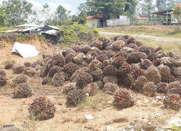 Kepolisian Resor (Polres) Gunung Mas (Gumas) menangkap sembilan warga dengan tuduhan melakukan pencurian buah kelapa sawit di lahan perusahaan