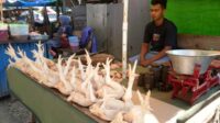 harga ayam di pasar tradisional Sampit mulai turun
