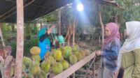 Penjual durian di Kecamatan Cempaga ketika melayani pembeli yang datang dari Kota Sampit, Sabtu (2/7).(yuni/radarsampit)