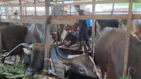 PMK di Kalteng,Katma F Dirun,sapi,daging sapi,PMK,penyakit kuku dan mulut,palangkaraya,kalteng,berita palangkaraya hari ini