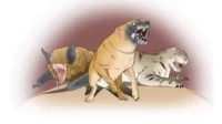 ilustrasi rabies anjing kelelawar kucing