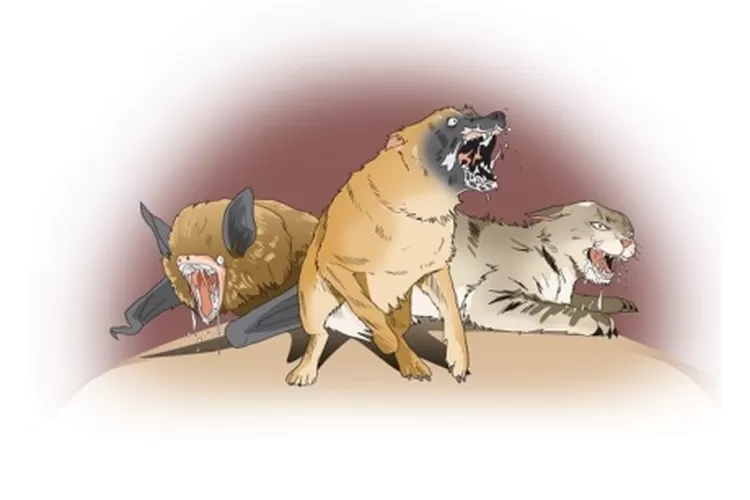 ilustrasi rabies anjing kelelawar kucing