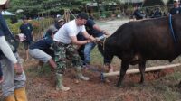 proses pemotongan hewan qurban oleh panitia